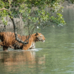 sundarban travels