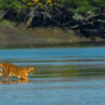 Sundarban tour
