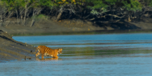 Sundarban tour