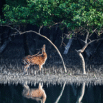 sundarban tour