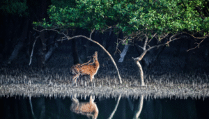 sundarban tour